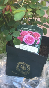rosas David Austin