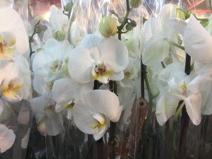 patchwork de orquídeas