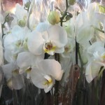 patchwork de orquídeas