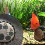 estanque en patchwork de Lynette Anderson