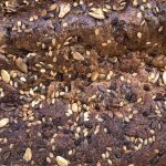 beneficios proteinas vegetales