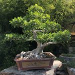 Bonsai