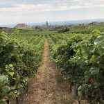 Viñedos Alsacia patchwork