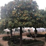 Naranjo La Alhambre