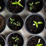 p2